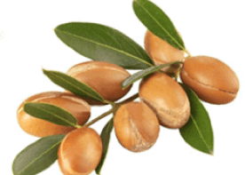 Арганова олія (Argania spinosa)