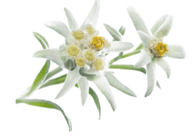 Едельвейс (Leontopodium alpinum)