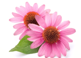 Ехінацея (Echinacea purpurea)