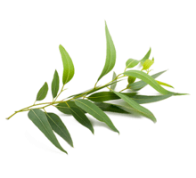 Евкаліпт (Eucalyptus globulus)