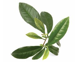 Чайне дерево (Melaleuca alternifolia)