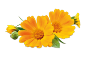 Календула лікарська (Calendula officinalis)