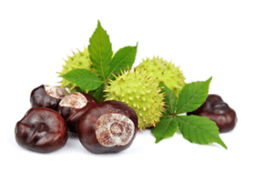 Кінський каштан (Aesculus hippocastanum)