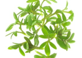 Крес-салат (Lepidium sativum)