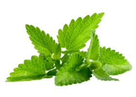 Меліса (Melissa officinalis)