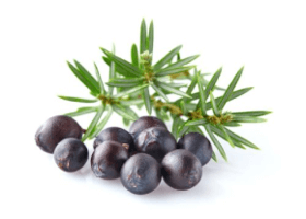 Ялівець (juniperus communis)