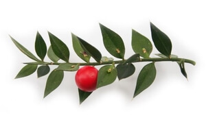Іглиця колюча (Ruscus aculeatus)