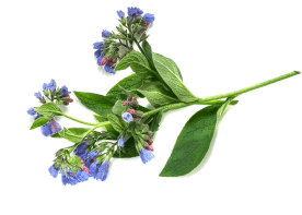 Живокіст (Symhytum Officinale)