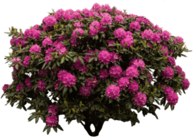 Альпійська троянда (Rhododendron ferrugineum)