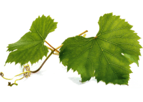 Виноград (Vitis vinifera) Just Україна