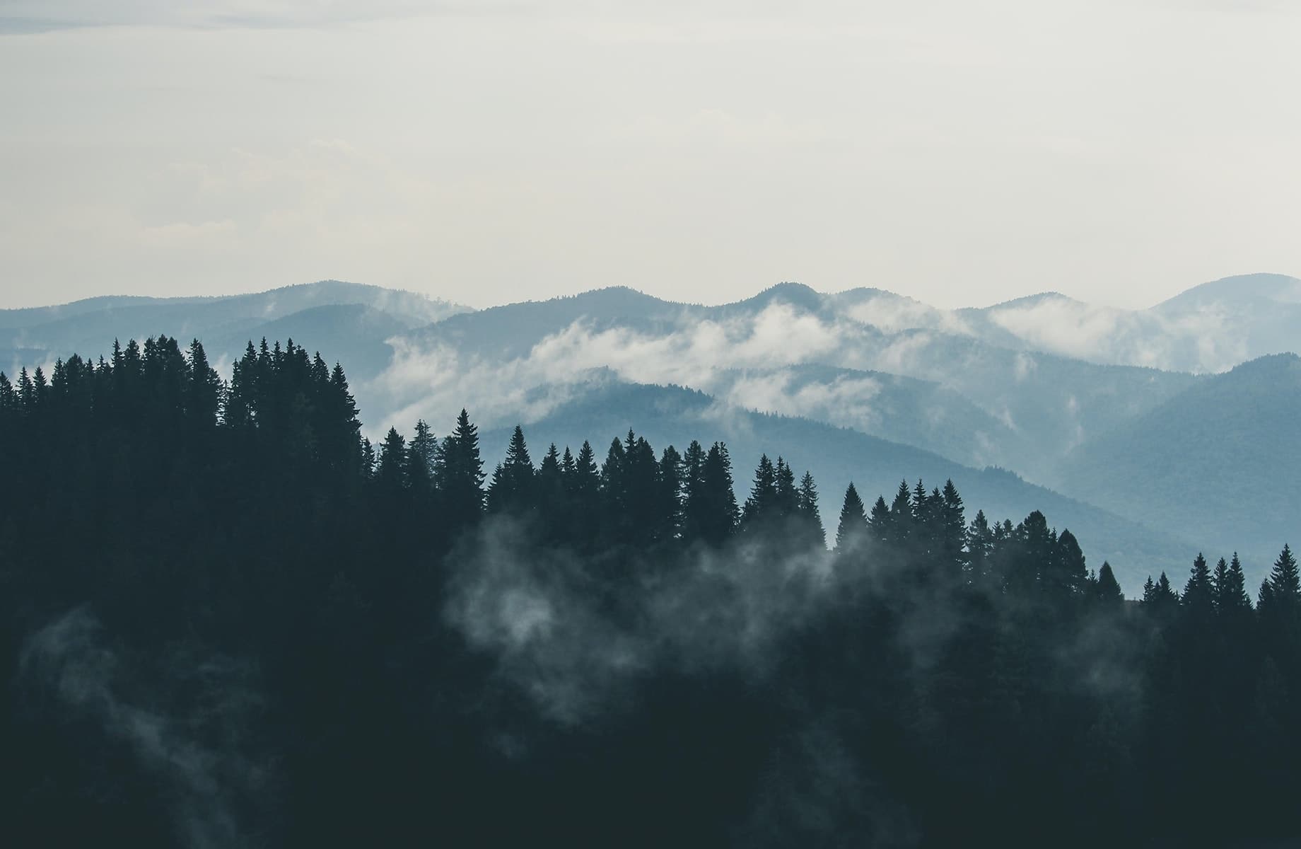 ліс та гори