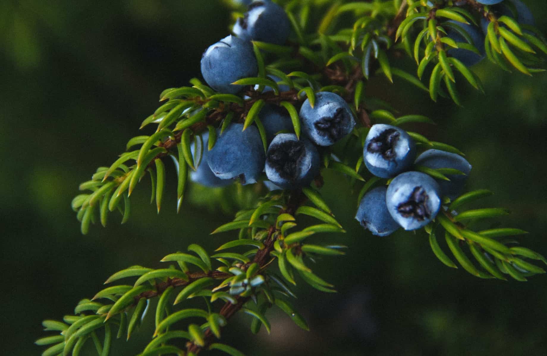 ялівець